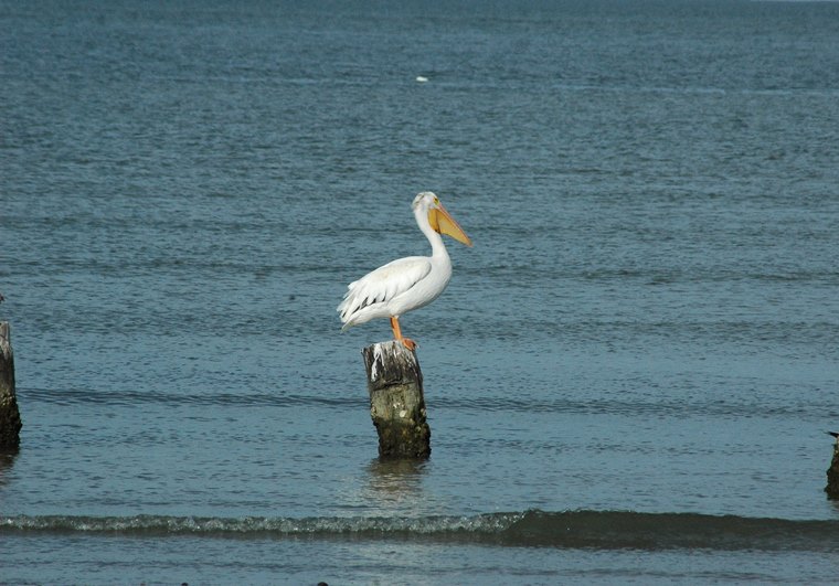 decorative image of a pelican